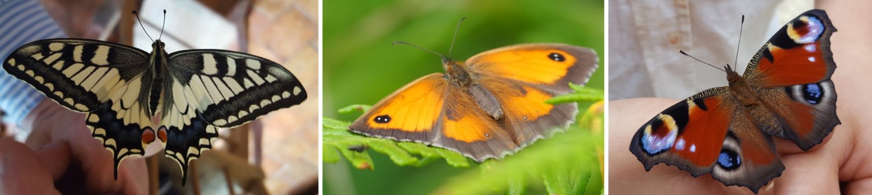 Banniere papillons